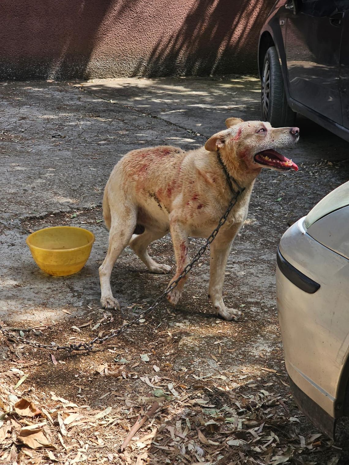 Uno dei cani maltrattati a Martina Franca