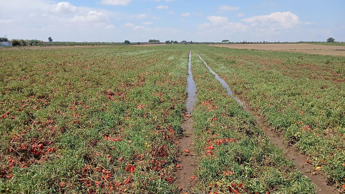 Bomba d'acqua nei campi nel Brindisino