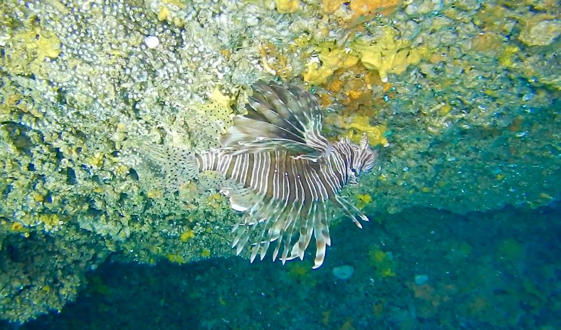 Il pesce scorpione avvistato a Santa Caterina