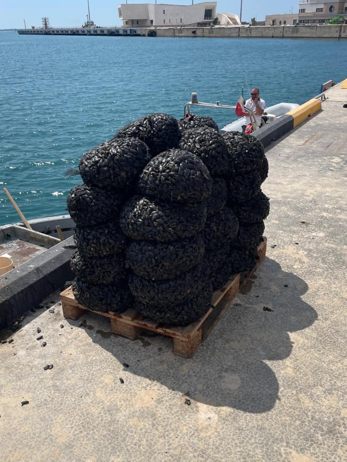 Le cozze sequestrate dalla Guardia costiera di Taranto