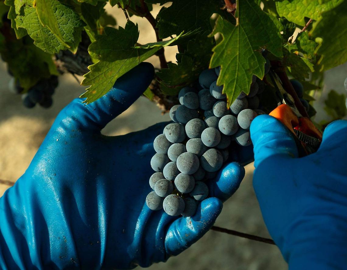Vendemmia 