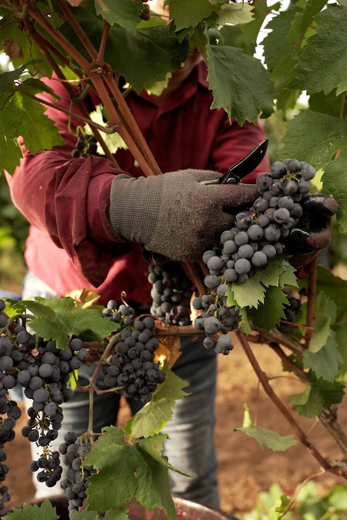 Vendemmia in crescita in Puglia, ma i prezzi delle uve restano troppo bassi