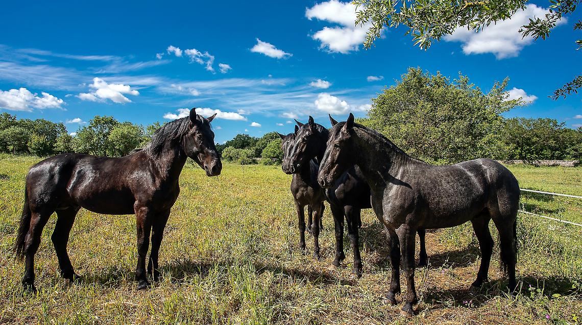 Tra Carabinieri e Polizia Federale Tedesca una collaborazione nel segno del cavallo murgese