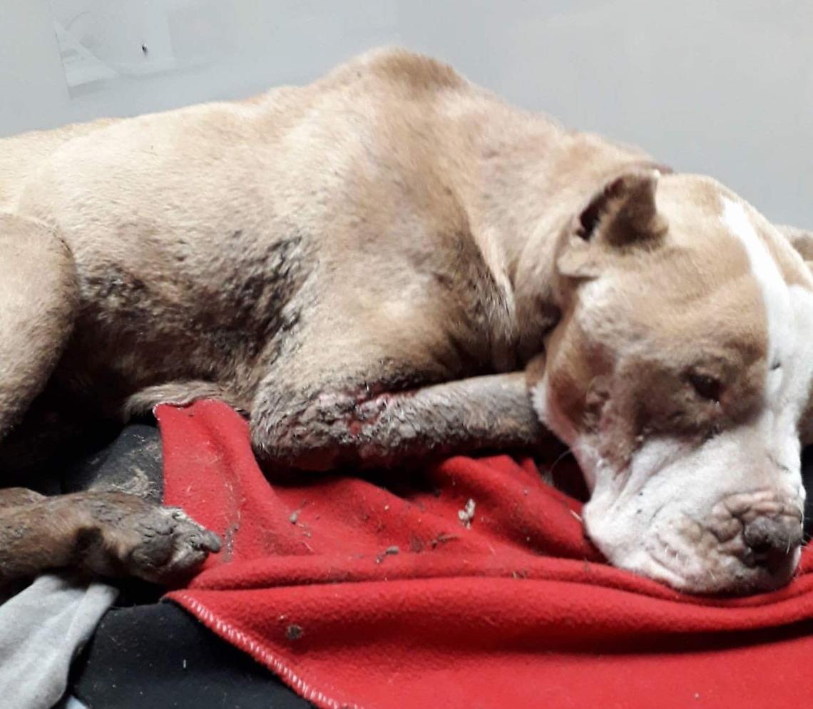 La povera pitbull Tequila torturata e uccisa