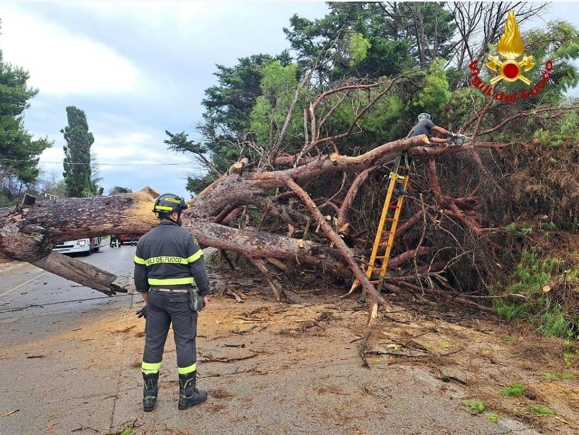 Il pino che è precipitato sulla Brindisi-San Vito dei Normanni
