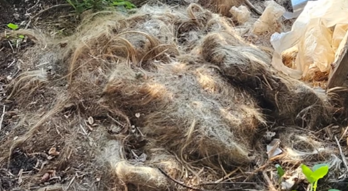 I resti di animali ritrovati a Taurisano