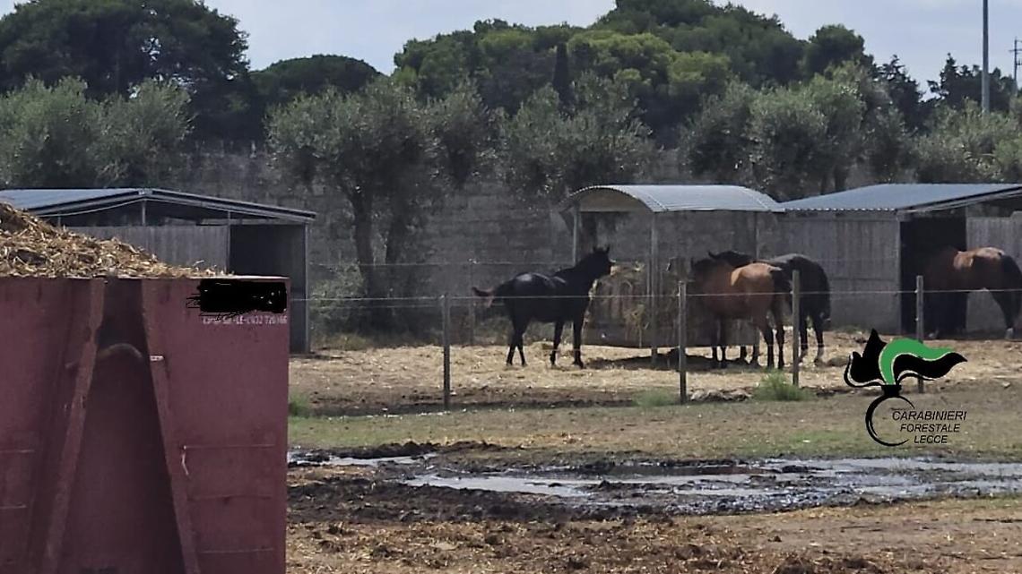 Il maneggio sequestrato dai Carabinieri Forestali di Lecce