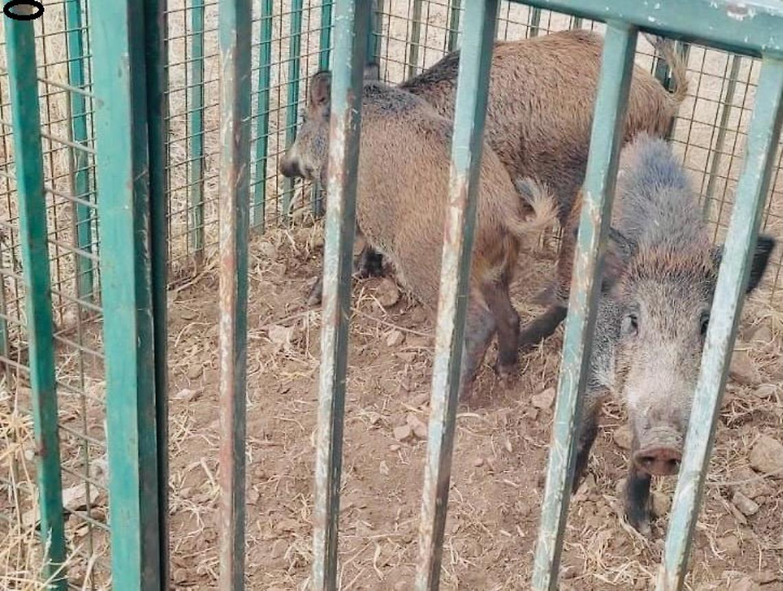 I cinghiali catturati a Lama Balice a Bari
