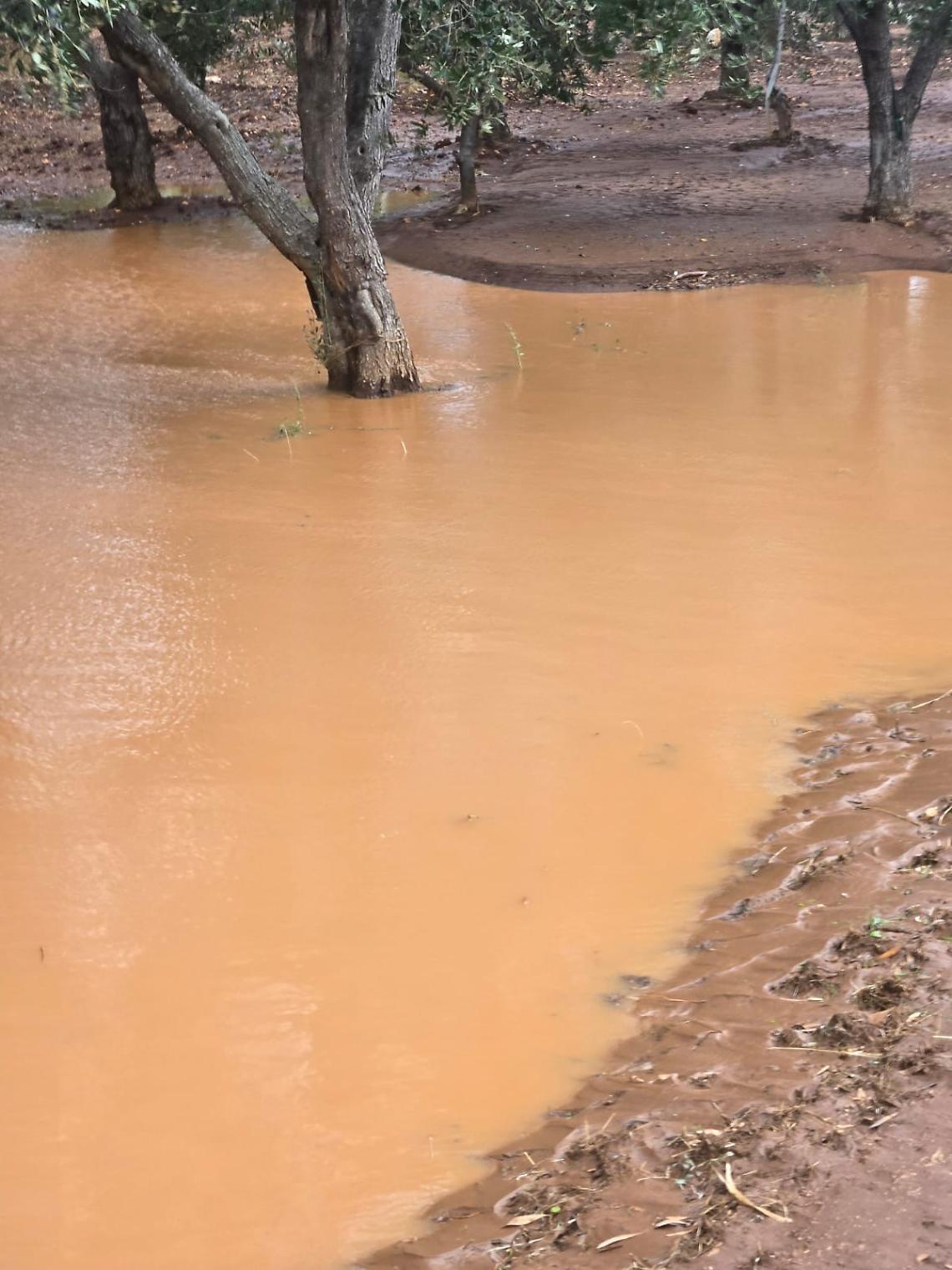 Coldiretti chiede lo stato di calamità per vento forte e piogge alluvionali