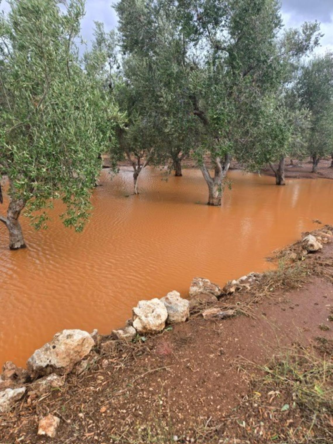 Campi allagati, distrutte le produzioni di mandorle, ciliegie e pesche. "Ora lo stato di Calamit&agrave;"