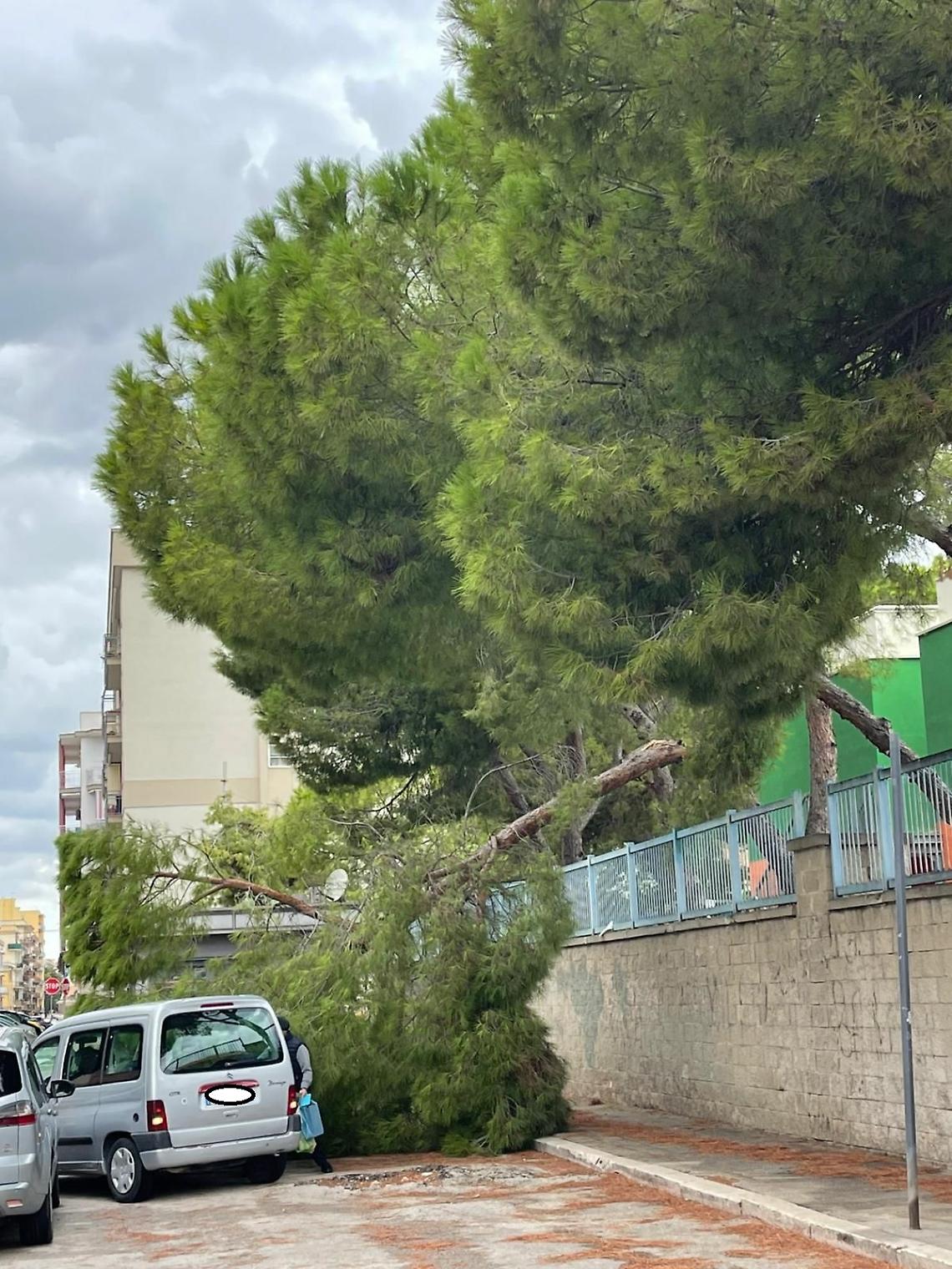 Scuola Monterisi, "Cadono alberi sulle teste delle persone"