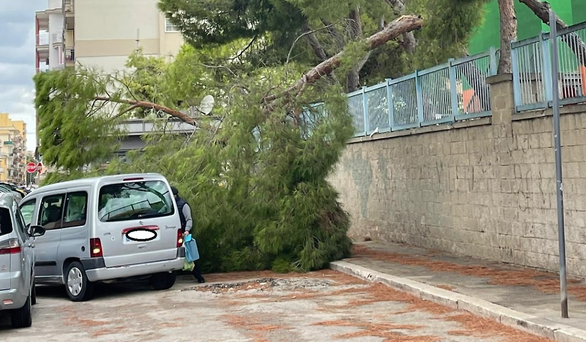 Scuola Monterisi, "Cadono alberi sulle teste delle persone"