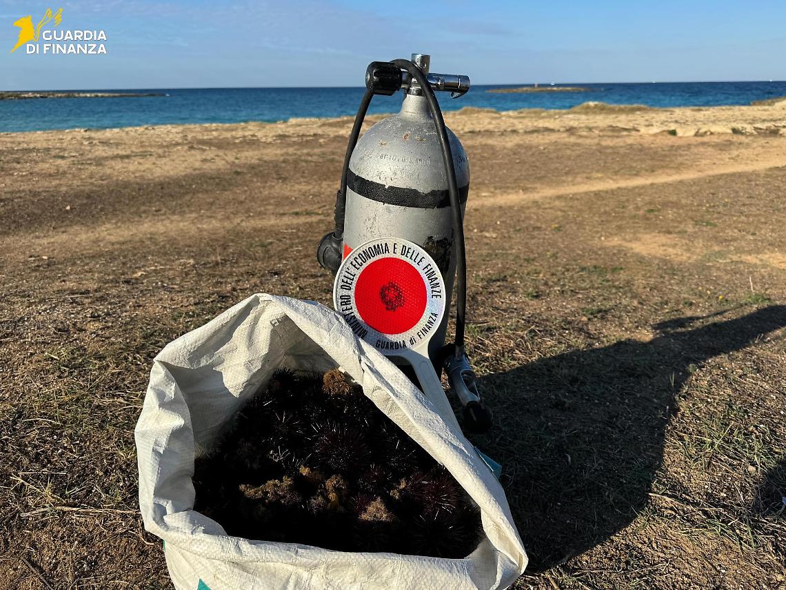 I ricci sequestrati dalla Guardia di Finanza di Gallipoli