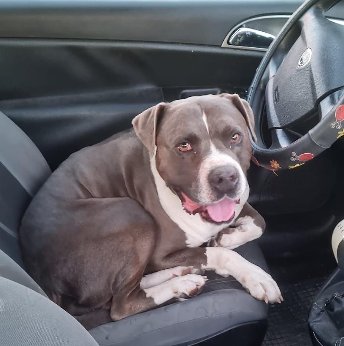 Il pitbull fatto salire sull'auto dopo l'aggressione