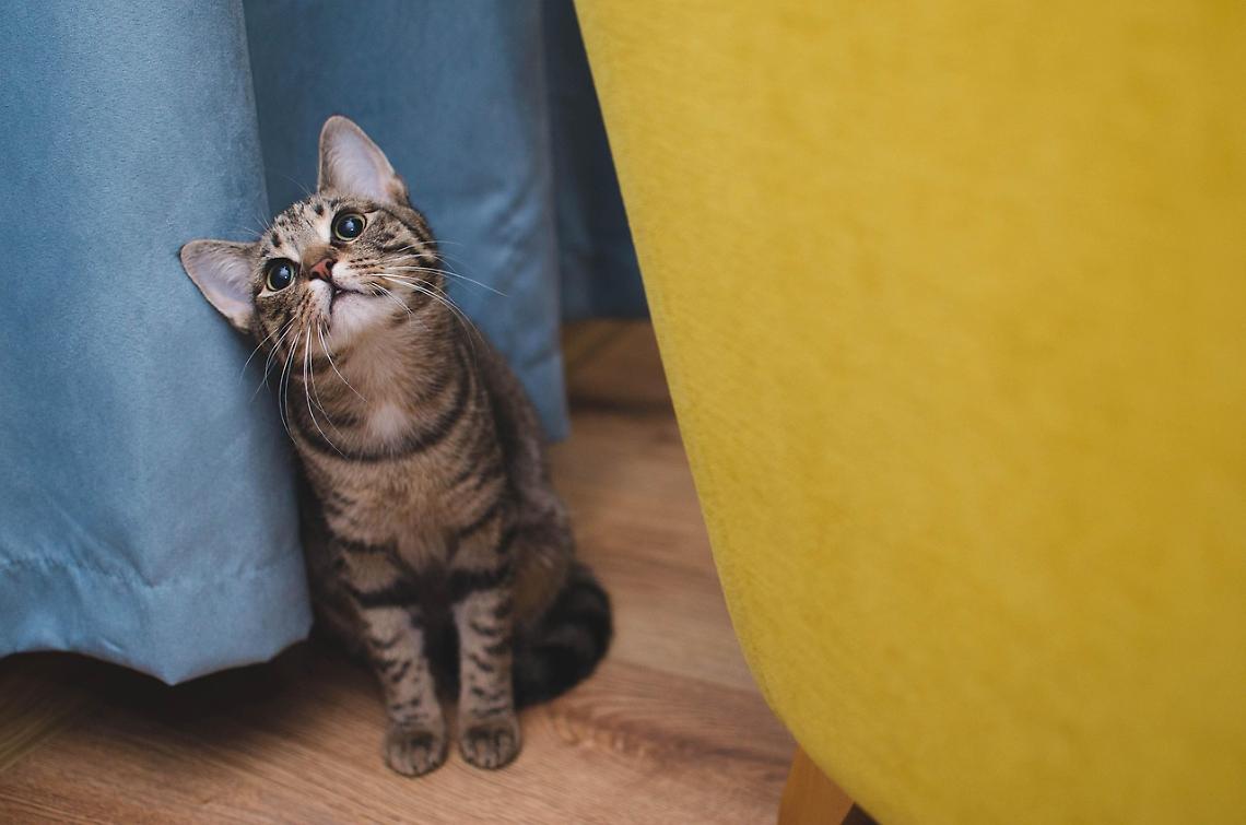 Un gatto