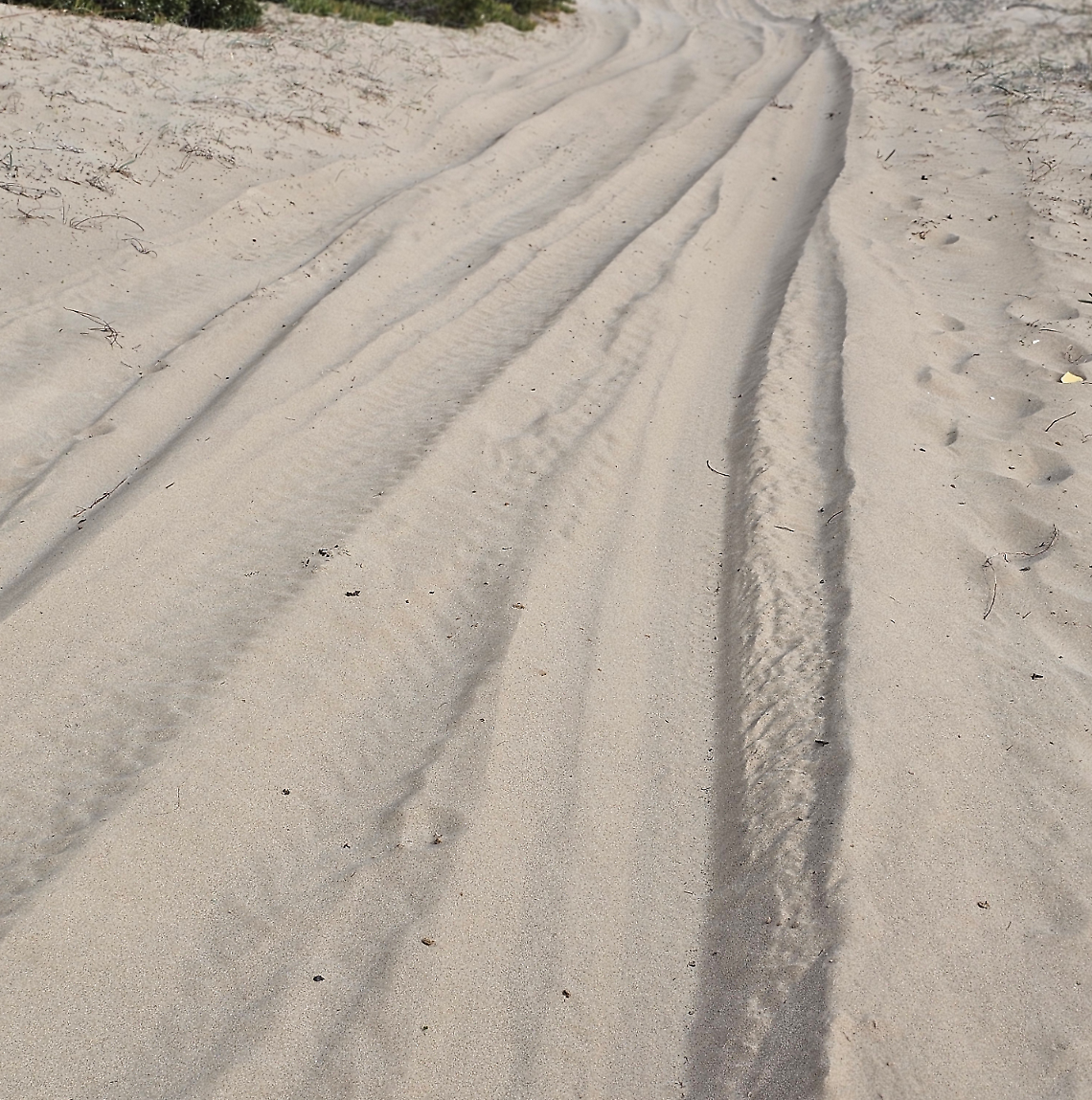 Legambiente: “Fuoristrada e cavalli devastano le dune di Pino di Lenne”