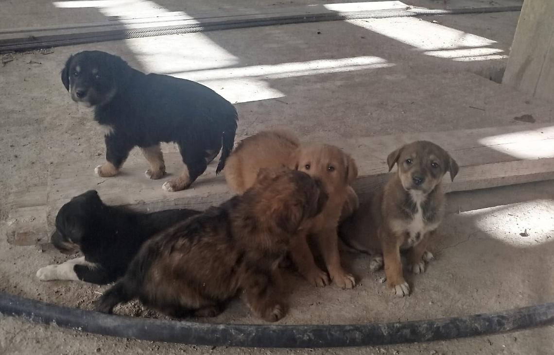 Sette cuccioli e la loro mamma messi in salvo