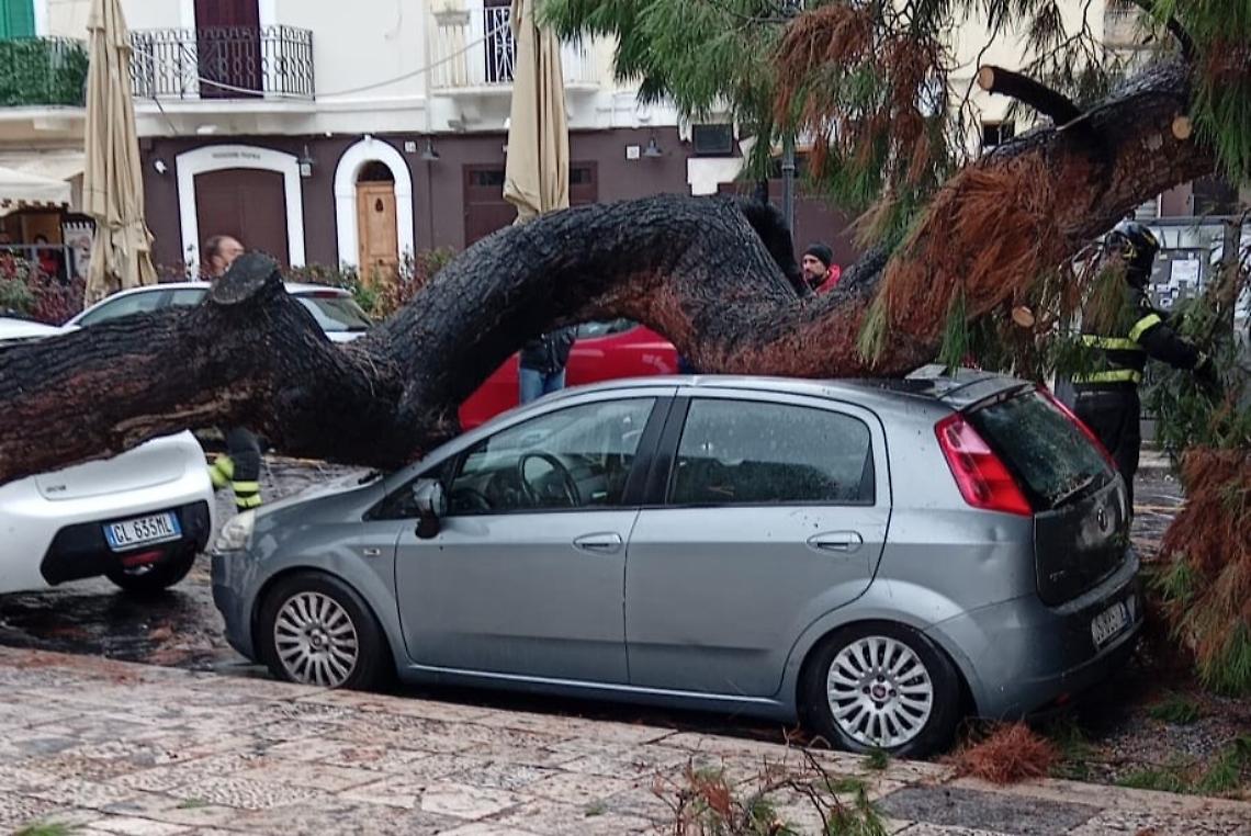 Crolla un pino accanto al Castello Svevo