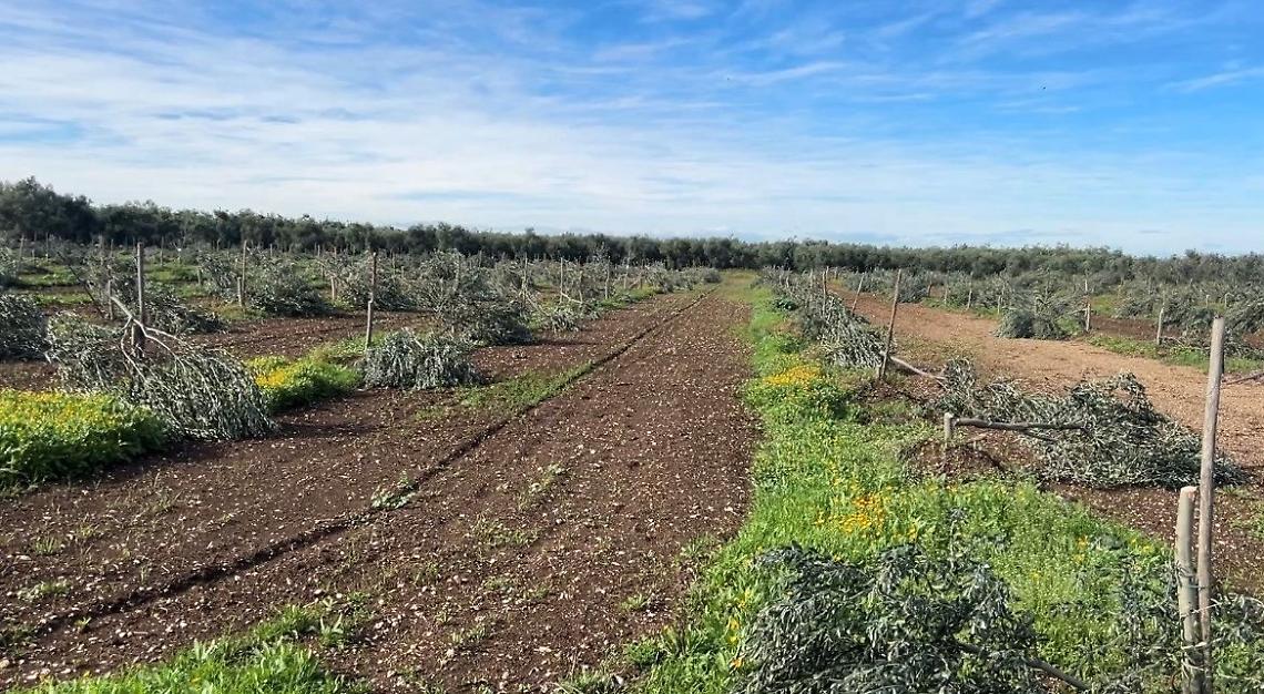 La criminalità taglia 487 ulivi trapiantati da poco a Molfetta