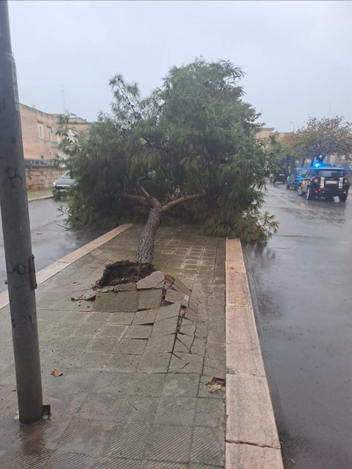 L'albero abbattuto dal maltempo a Bisceglie
