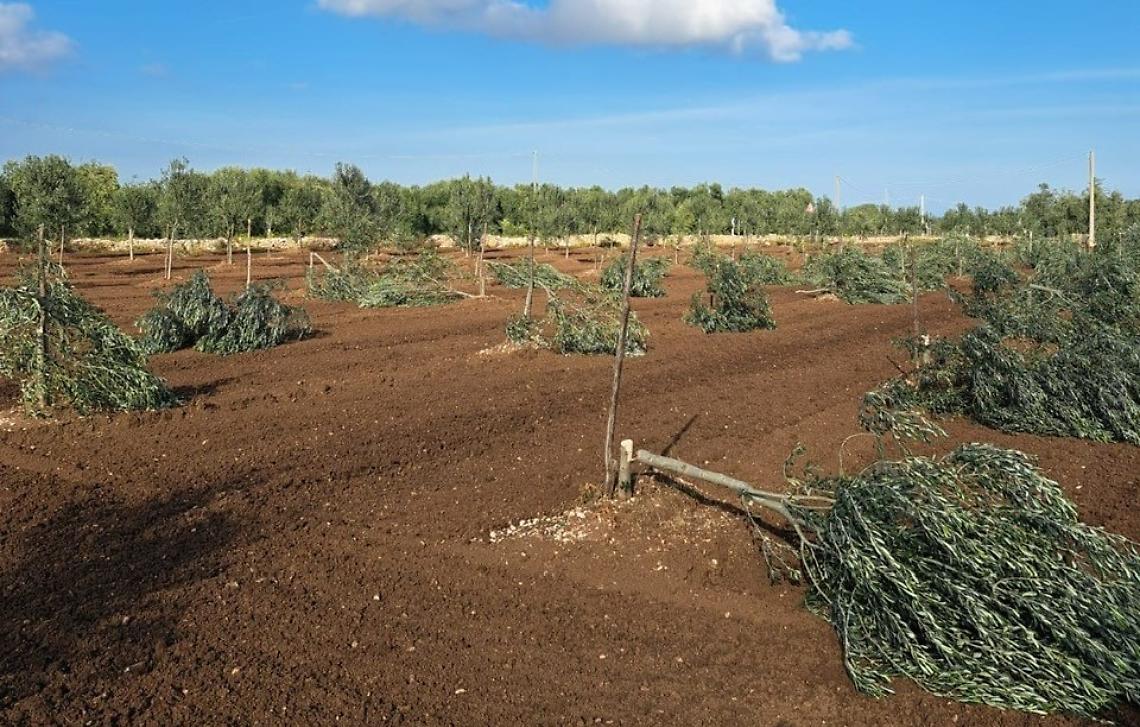 Altri 200 ulivi tagliati nello stesso oliveto falcidiato con 487 piante segate a Molfetta