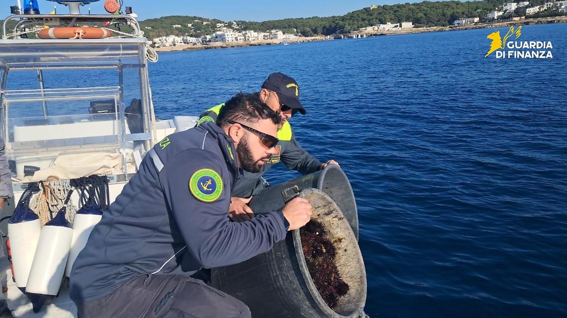 I ricci sequestrati dalla Guardia Costiera a Santa Caterina di Nard&ograve;