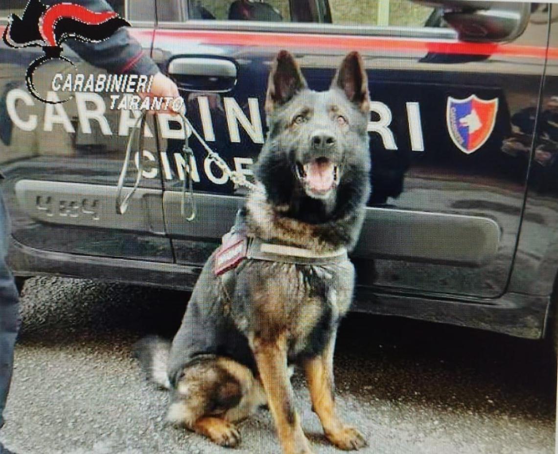 Il cane anti-droga dei Carabinieri di Taranto