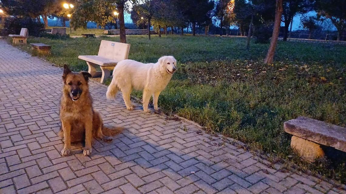Cani uccisi a fucilate nelle campagne tra Grottaglie e Fragagnano