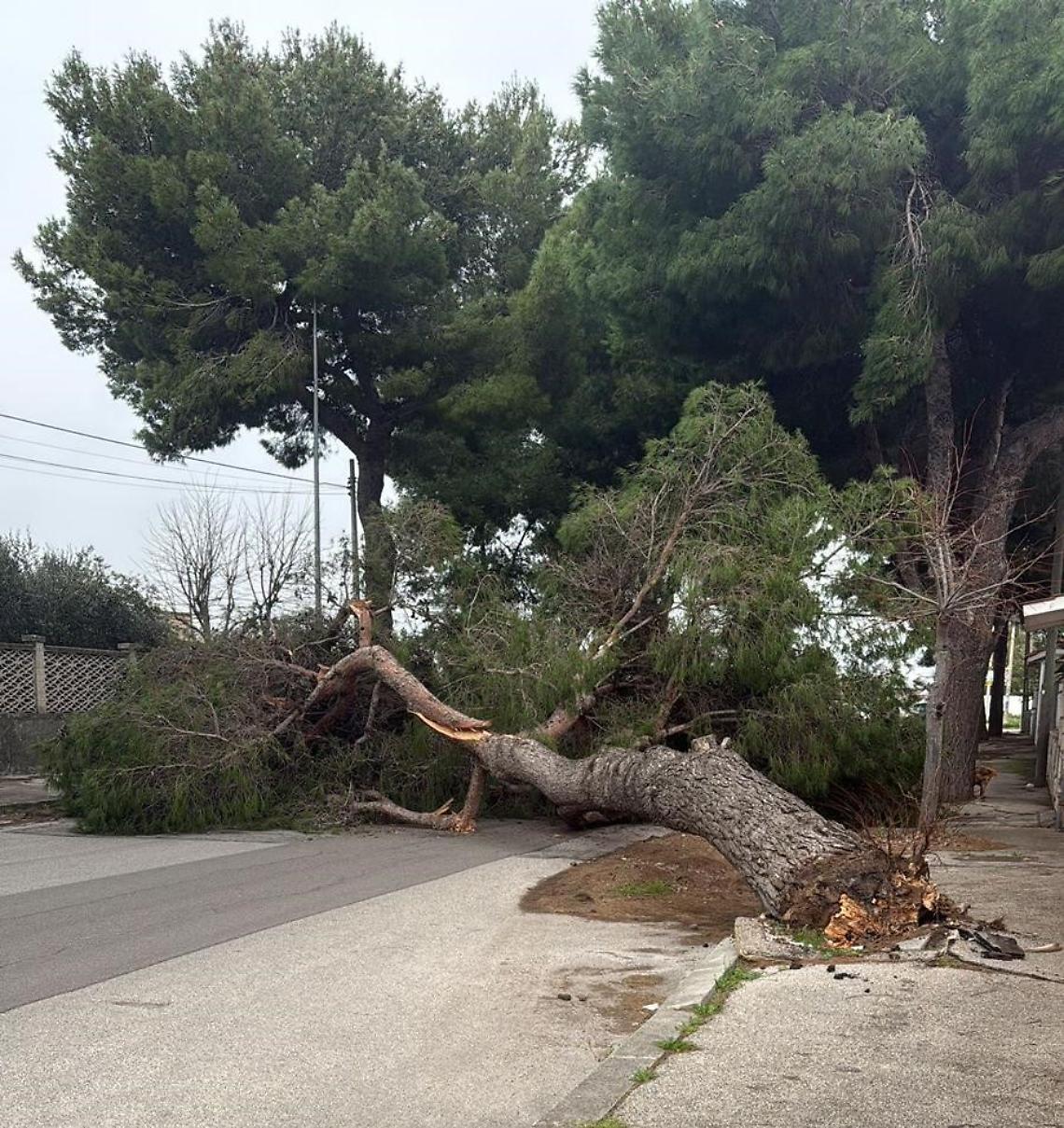 Cade un grosso albero in via Pavese - foto di Francesco Manfuso