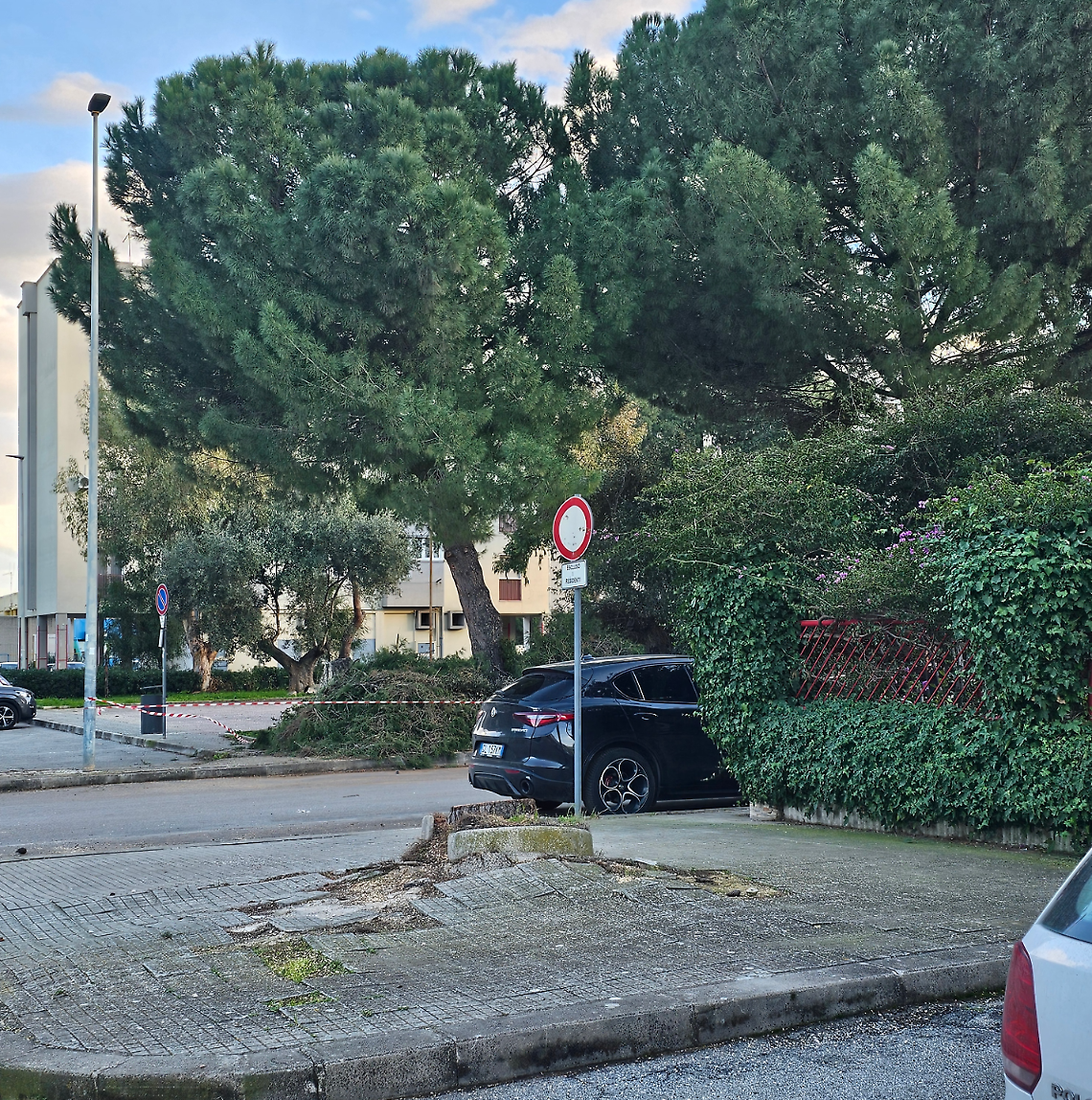 Pini abbattuti e verde urbano, l&rsquo;allarme di Legambiente Palagiano