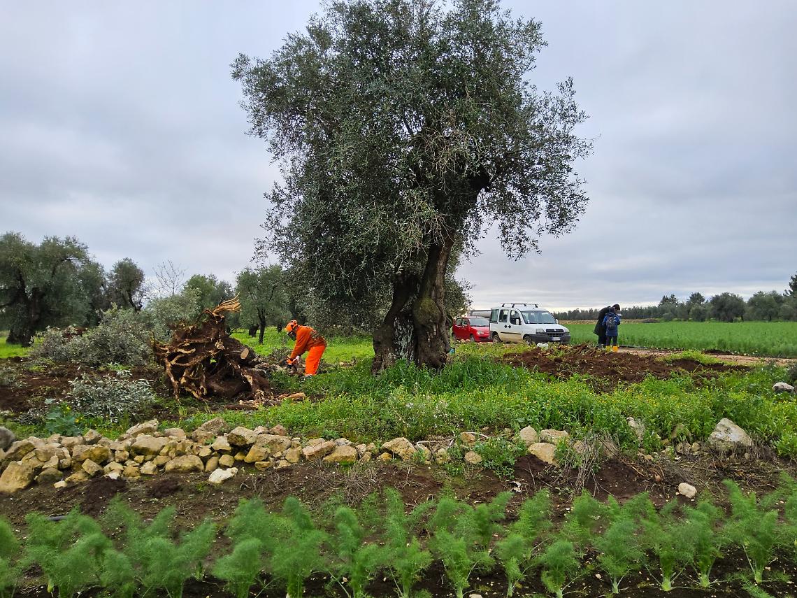 L'espianto dell'ulivo colpito da xylella a Bitonto