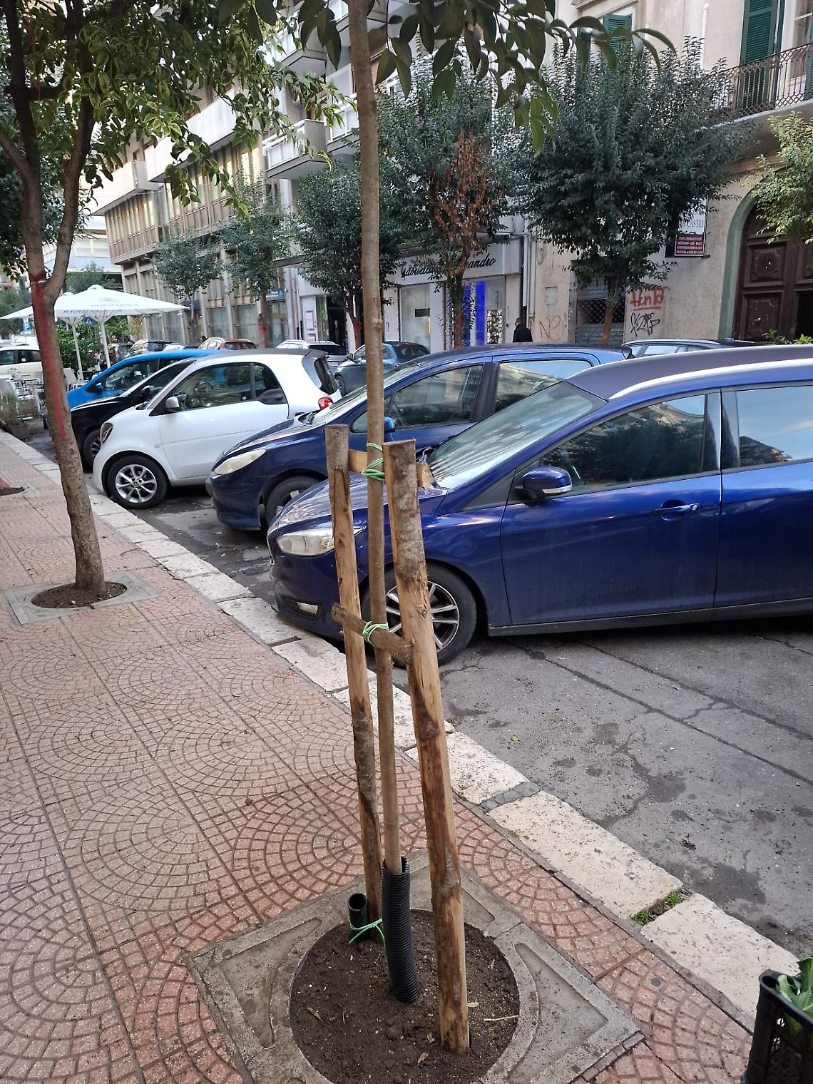 Via Nitti si rinnova con 20 nuovi alberi