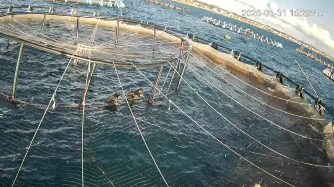 Allevamenti di pesce assaltati da cormorani in Puglia