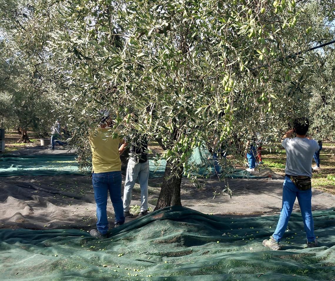 La raccolta delle olive