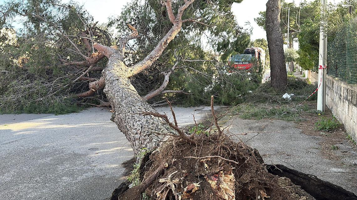 Pino abbattuto dal vento, strada chiusa a Taranto - foto di Francesco Manfuso