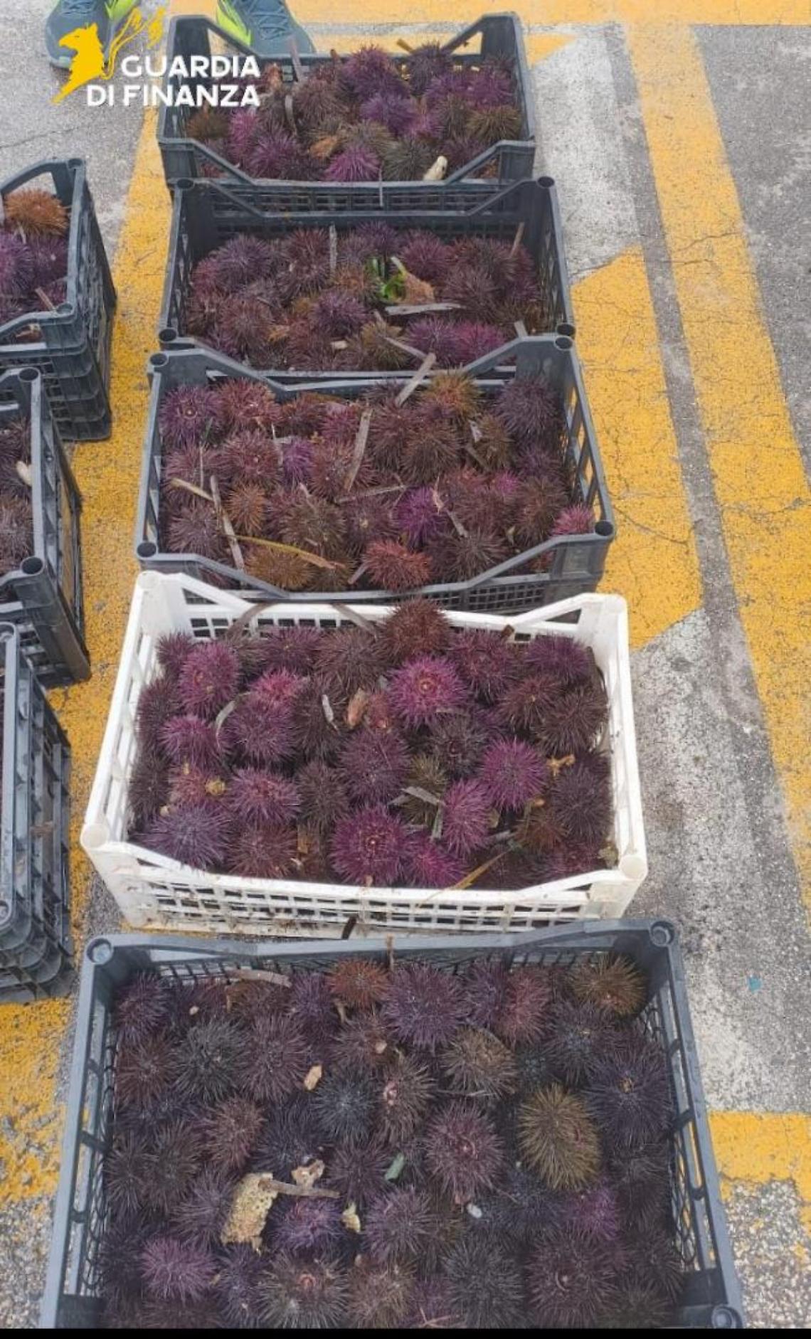 Ricci di mare sequestrati dalla Guardia di Finanza