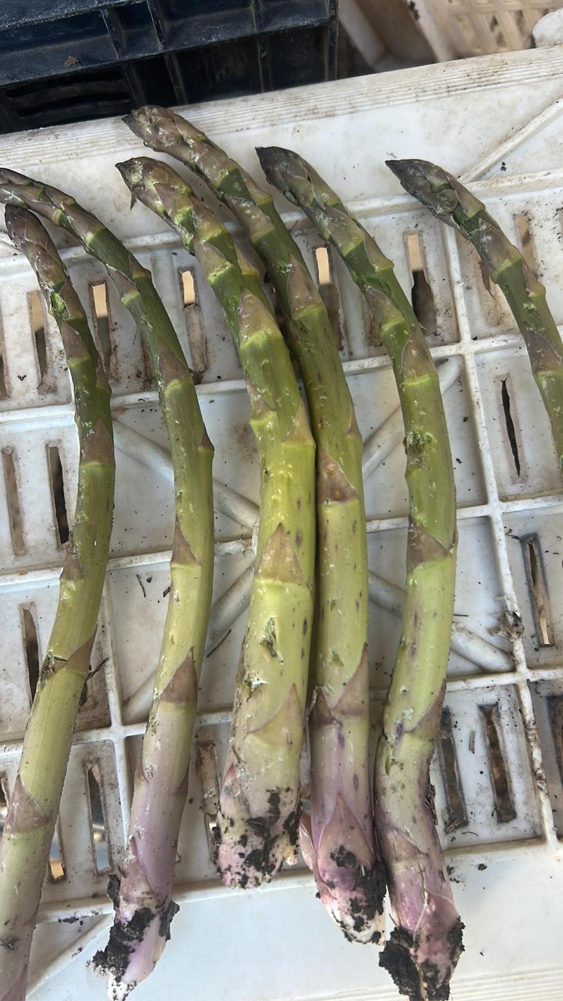 Gli effetti delle grandinate degli ultimi giorni