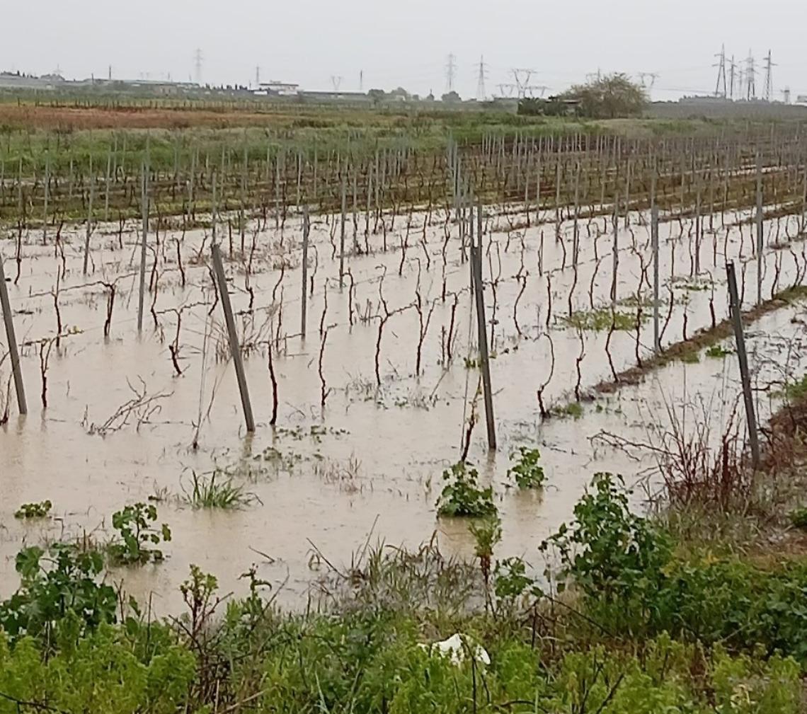 Campagne allagate nel brindisino
