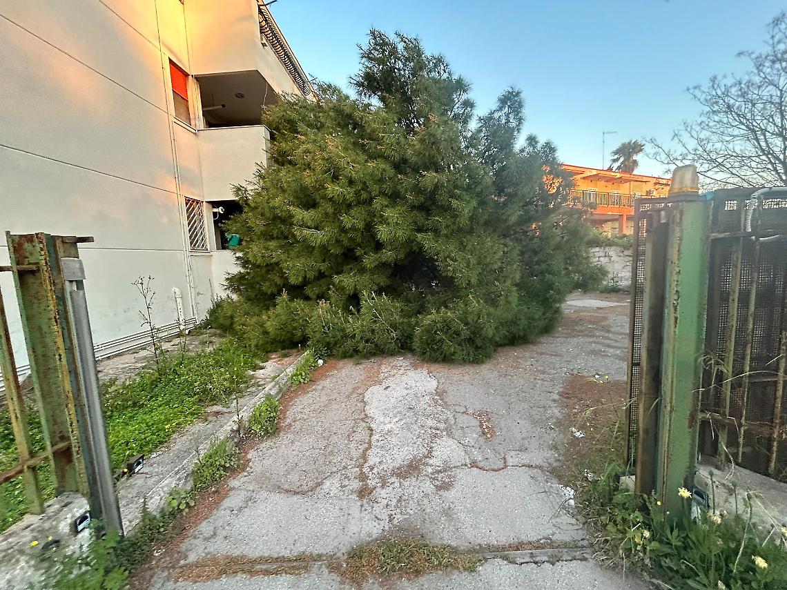 Albero crolla in un condominio ai Tamburi, paura nel giorno di Pasqua - foto di Francesco Manfuso
