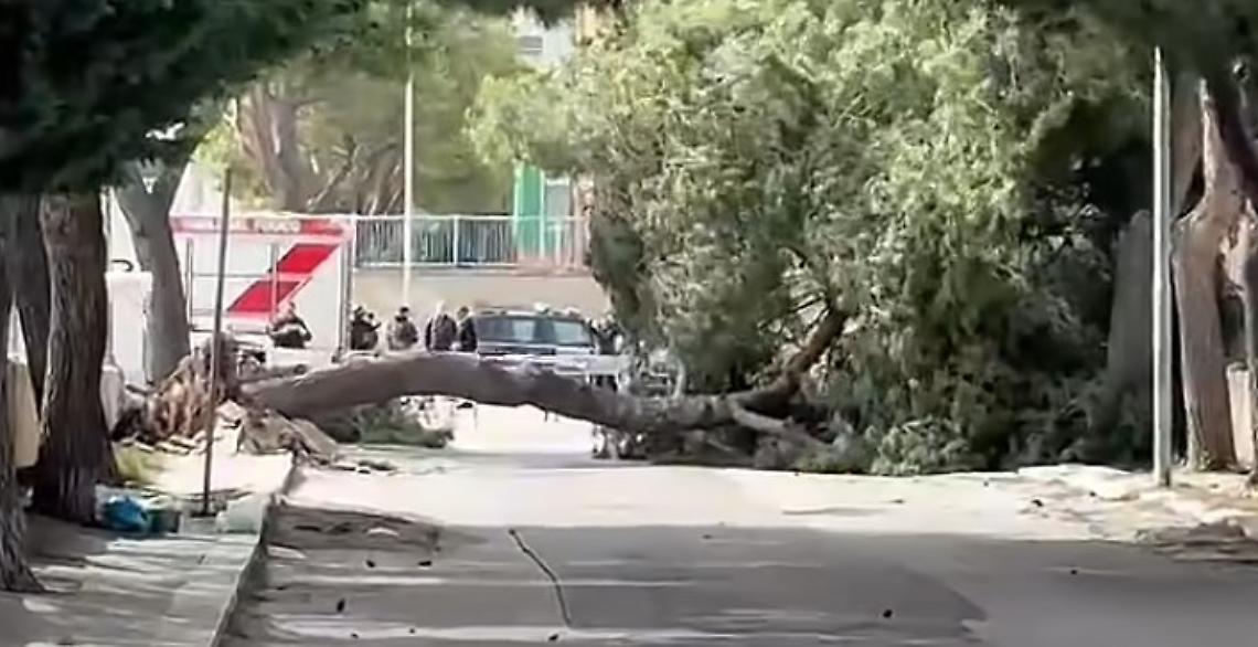 Albero crolla per il vento, muore una bambina di 13 anni