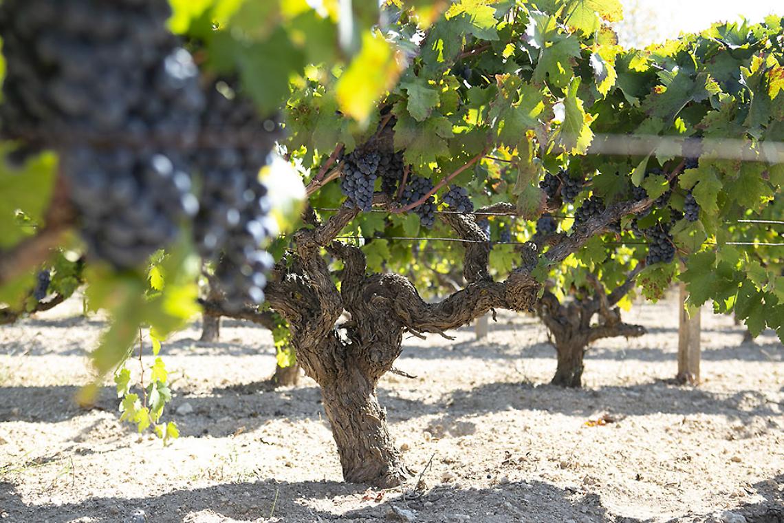 Alberello del Primitivo di Manduria