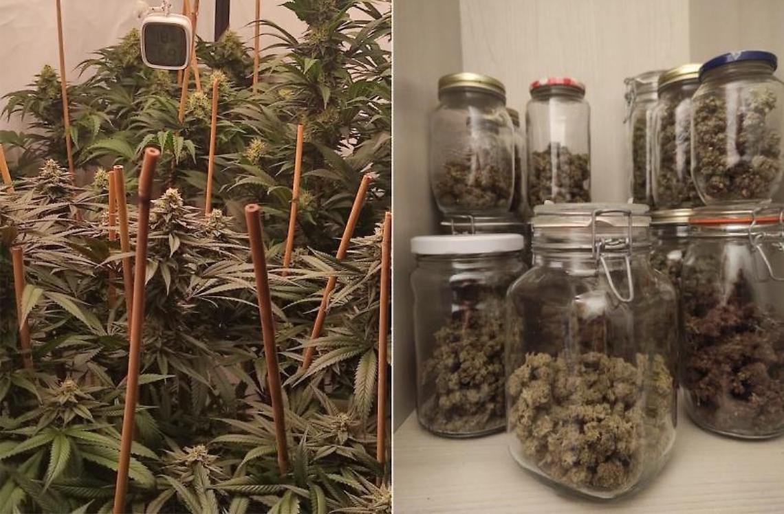 Serra di marijuana in casa, scoperta piantagione indoor a Brindisi
