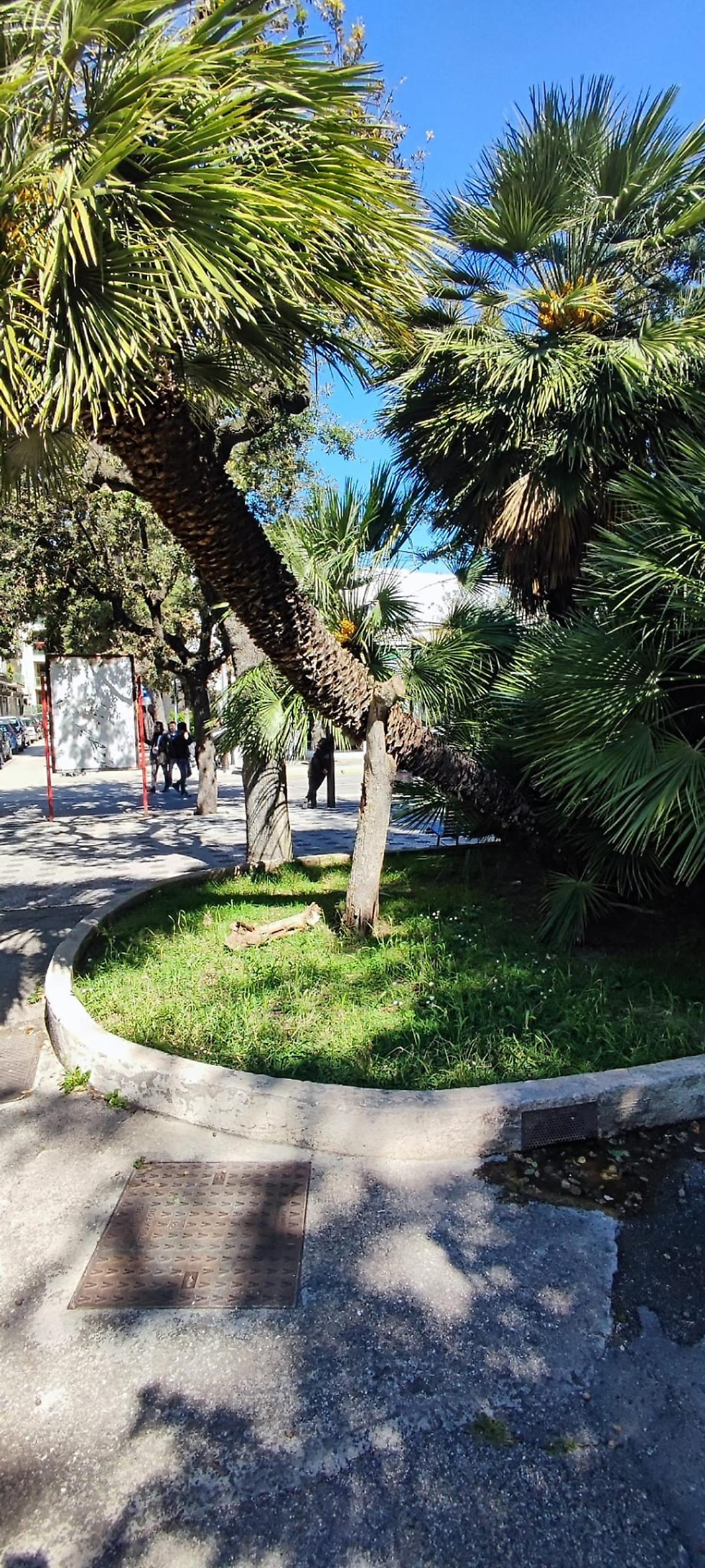 Palma in piazza Cappuccini, il Comune smentisce: &ldquo;Nessun crollo&rdquo;