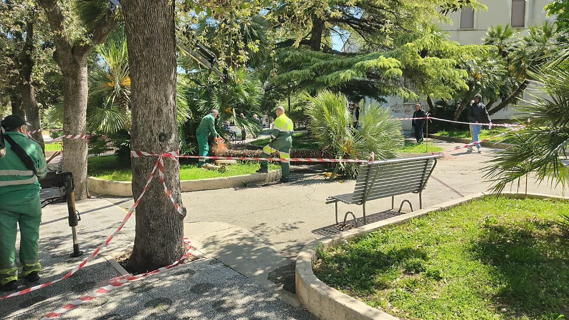 Palma crolla in piazza Cappuccini, tragedia evitata per pochi istanti - foto di Sabino Montaruli