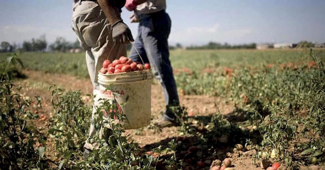 Lavoro nei campi
