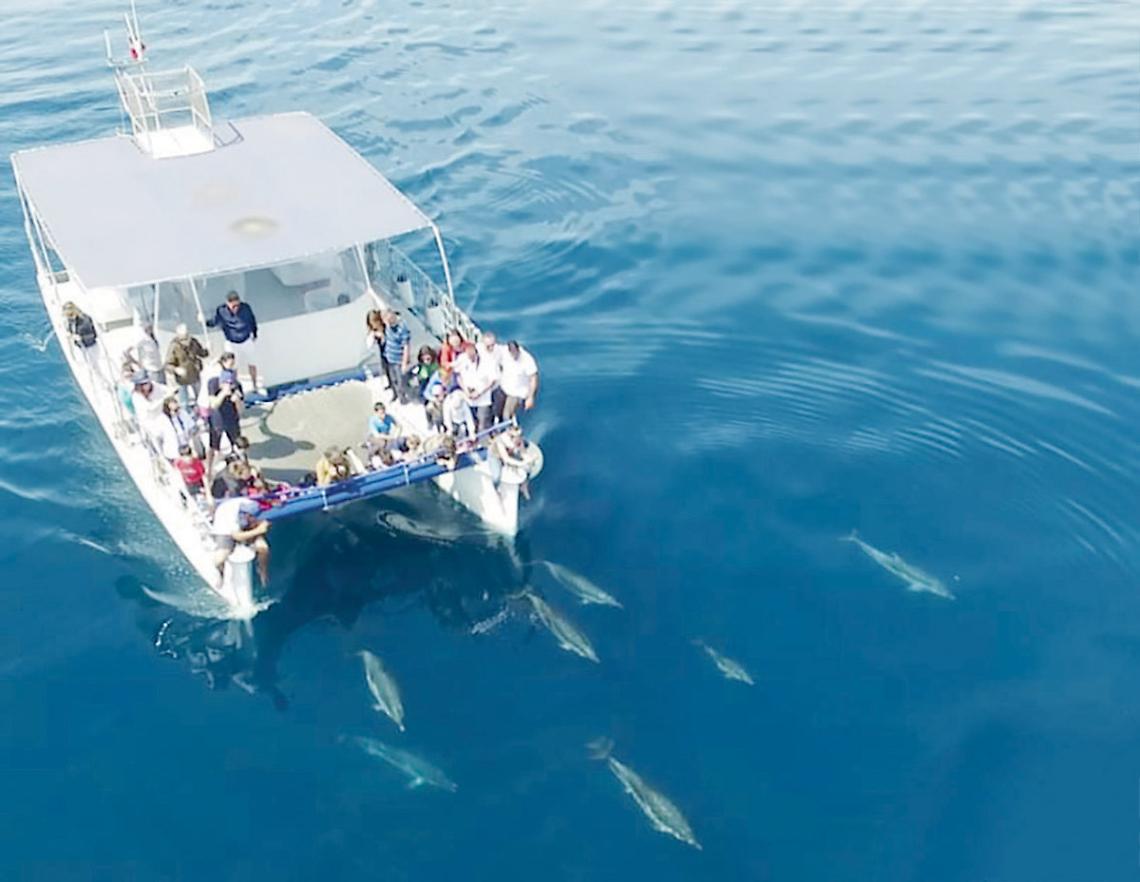 Il catamarano della Jonian Dolphin Conservation (foto d’archivio)