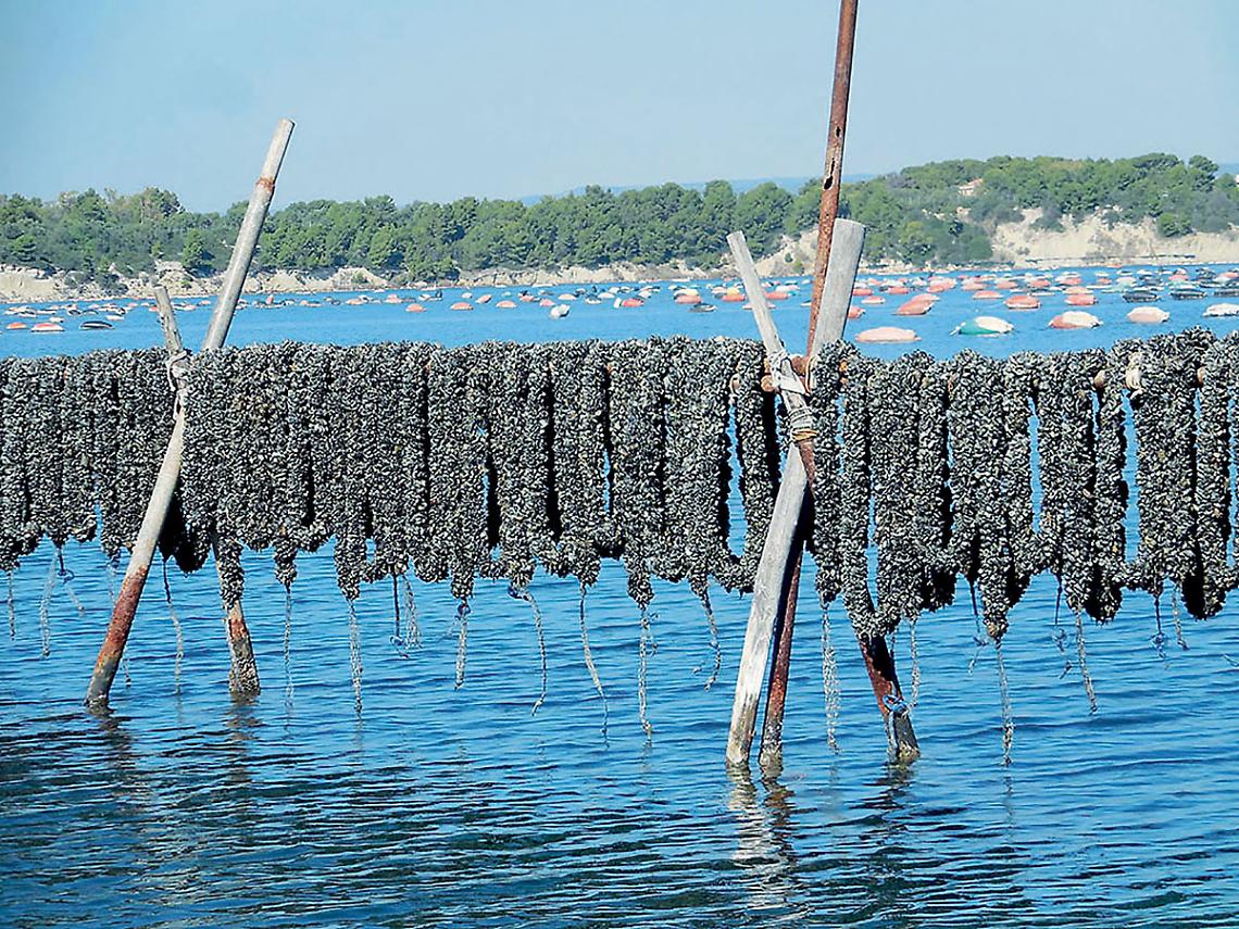 Cozze in Mar Piccolo