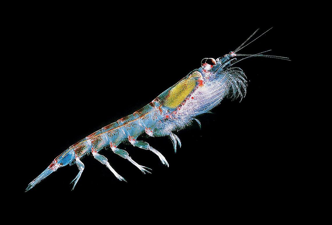 Un crostaceo del krill