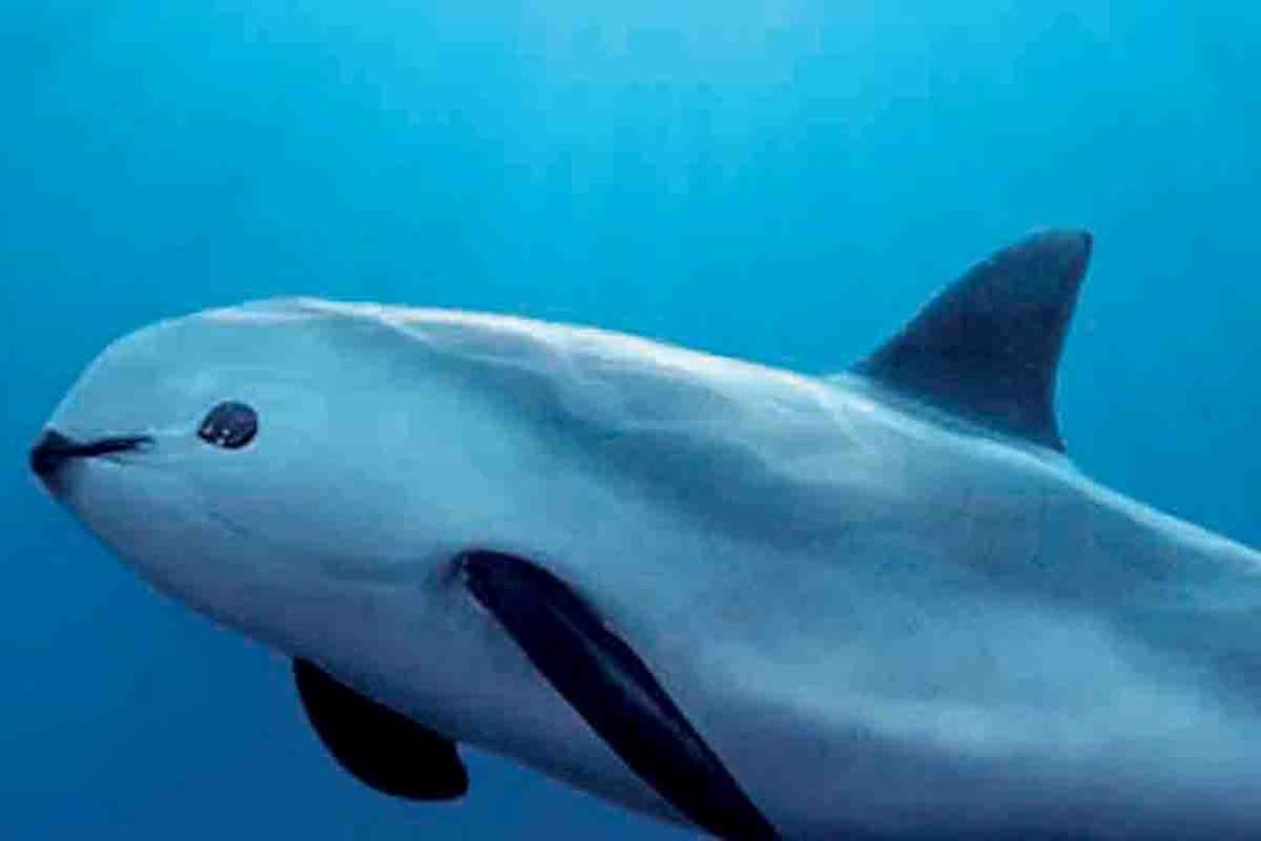 Un esemplare di vaquita