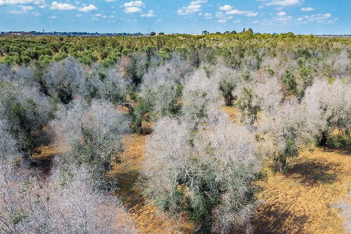 Uliveto devastato dalla Xylella
